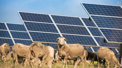 How Solar Plant Solved the Problem of Sheep Farm